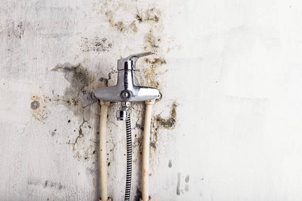 Best Local Mold Removal Service  in Snowflake, AZ