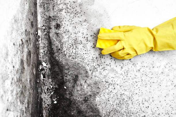 Best Office Mold Removal Services  in Snowflake, AZ