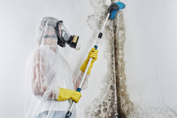 Best Crawl Space Mold Removal  in Snowflake, AZ