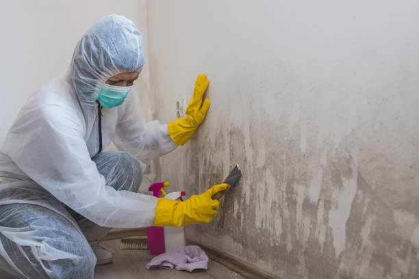 Best Mold Removal Process  in Snowflake, AZ