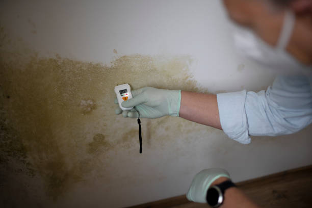 Best Black Mold Removal  in Snowflake, AZ