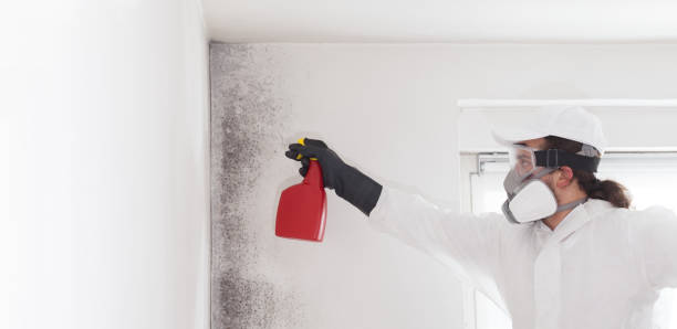 Best Certified Mold Removal  in Snowflake, AZ