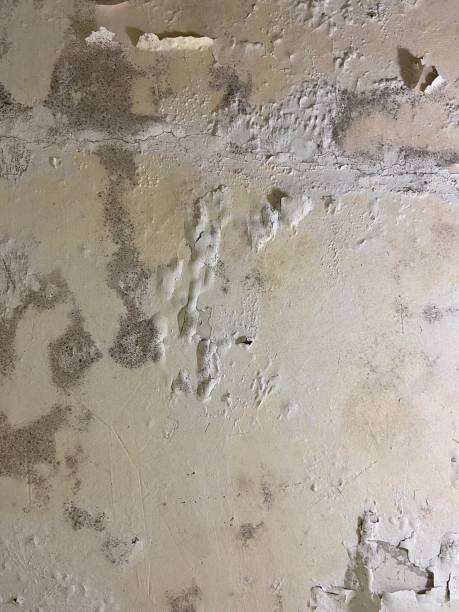 Best Office Mold Removal Services  in Snowflake, AZ