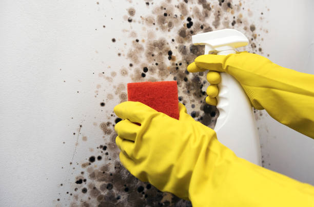 Home Mold Removal in Snowflake, AZ