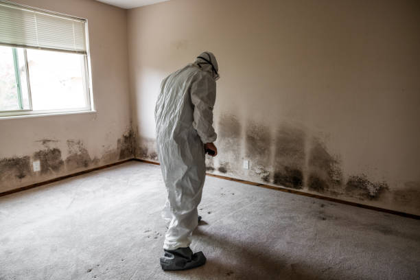 Mold Removal Process in Snowflake, AZ